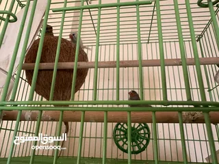  5 طيور زيبرا هولندي