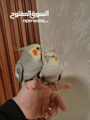  2 جوز كوكتيل منتج للبيع بسعر مغري