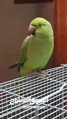 9 طيره دره جاهزه شبه أليفه
