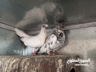  3 جوز حمام فينرات بيدوبيست نخب اول