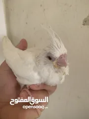  5 فراخ  كوكتيل و روز وحب إنجليزي