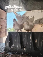  3 حمام صلاة نبي. ماشاء الله شغال