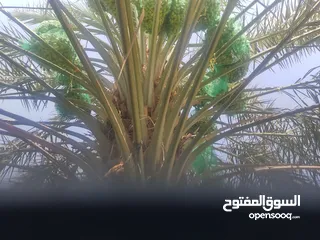  1 طني خلاص بمنطقة العينين الجديدة ولاية عبري بمحافظة الظاهرة