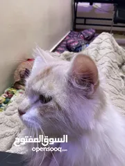  4 قطط 2 للبيع