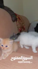  12 Mix persian kittens