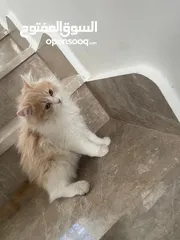  2 قطط شيرازي للبيع