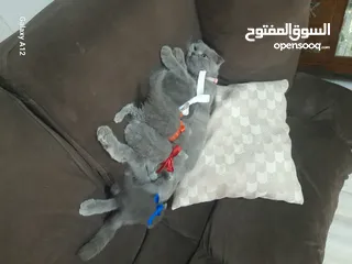  3 قطط للبيع  نوع سكواتش فولد  الام والاب  العمر شهر وكم يوم