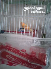  3 للبيع ثلاث حبات مخاليف ما شاء الله صحه ونظافه الوان بتجنن