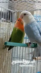  6 love bird Rosicolli