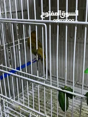  3 طيور كنار للبيع