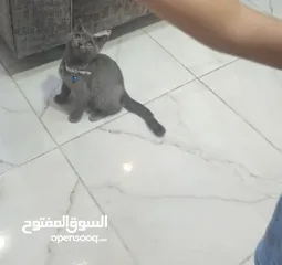  4 سكوتش ستريت عمره 3شهور بسعررر رمزززي