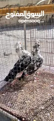  4 جواز وفلت وكش
