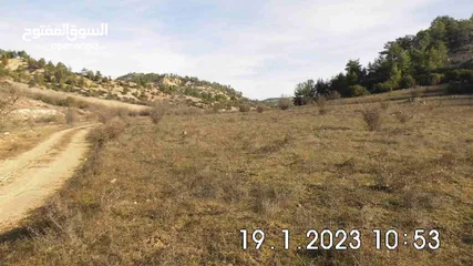  6 Land near DENIZLI, 15,850m², on the edge of a forest, for wine or fruit cultivation, from Owner