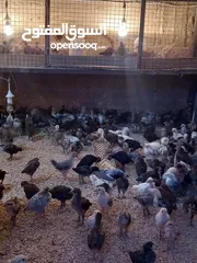  1 طيور جاج العمر شهر واسبوع عمان ماركا الجنوبيه صالحية العابد السعر دينار و نص