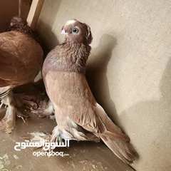  6 متاح جواز ازبك بزره الماني