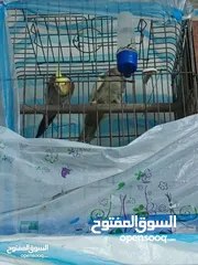  1 جوز كوكتيل للبيع تحتيه بيض