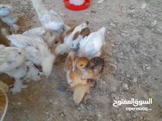 1 صيصان براهما مستويات عالية