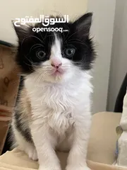  1 قطط عمر شهرين للتبني