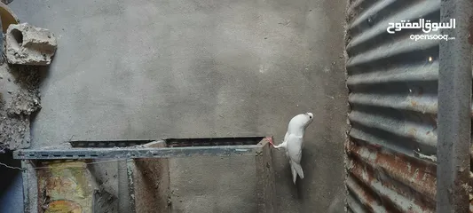  1 جواز للبيع