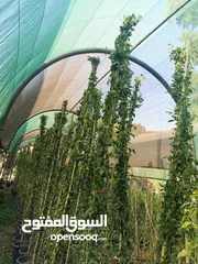  6 جميع أنواع الأشجار ( أشجار زينة - أشجار مثمرة )