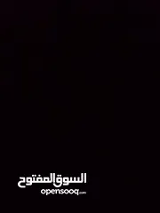  1 ناقة والدة للبيع أو أفاري