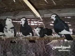  6 حمام كبار و نضاف