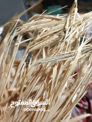  24 تبن ابيض نظيف نخب اول تبن السنه للبيع شوالات