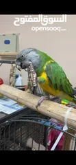  1 Parrot for sale