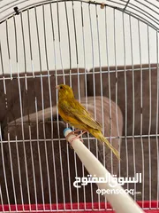  1 اثنى كناري للبيع
