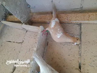  6 حمام جوز زاجل مولمنز وفحل مشخط وفحل كشميري حمام جوز زاجل مولمنز وفحل مشخط وفحل كشميري