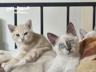  9 قطط انواع شيرازي وانجورا تركي بسعر طري