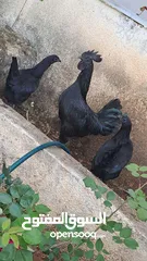  1 جاج زينه لبرجيني ساسكس