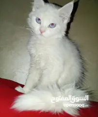  8 قطة كتنز  بيبي قط  كتن  و قطه سيامي شوكلت   بسعر رمزي  شبه تبني للتبني متعوده لتربوكس وداري فود
