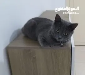  1 قط للبيع بسعر ممتاز