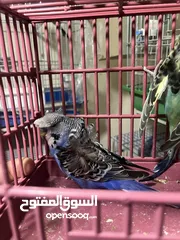  3 جوز فالو وجوز وفرد