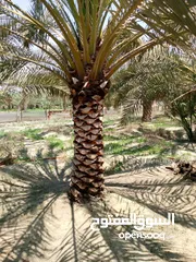  2 ابو حسين الاهوازي لصيانه جميع انواع النخيل و النباتات و الاشجار