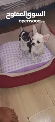  23 Chihuahua puppies