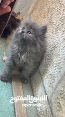  5 قطط سكوتس مكس هملايا
