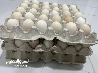  2 بيض دجاج محلي للاكل