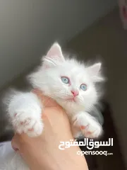  23 Cute Persian and friendly kittins