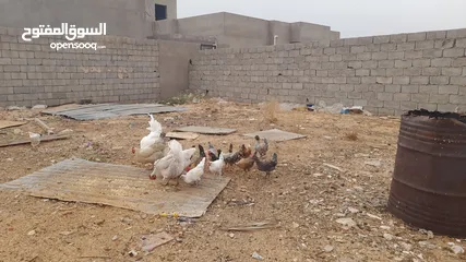  3 دجاج عربي للبيع