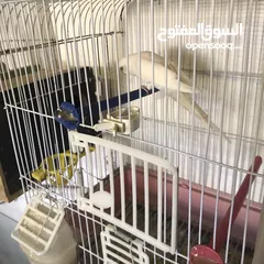  2 جواز كوكتيل جواز حب مكفول