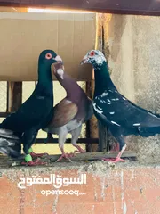  8 حمام انواع نخب اول معاكيف وبغدادي وابلق