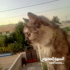  4 قطة شيرازي للبيع