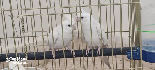  1 جوز كوكتيل البينو ( ابيض ) للبيع او للبدل
