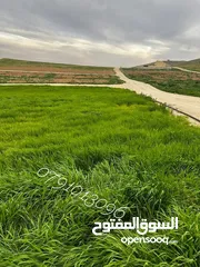  1 بسعر مغري للبيع ثلاث دنم ونصف منطقة بلعما الزنية قوشان مستقل من المالك مباشرة بسعر مغري جدا