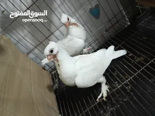  1 قصيين كرزلى القص زغلولين كشك بنيدى  شابةهزاز  دكر زايف بكستانى