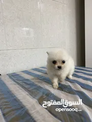  4 Baby Pomeranian in Dubai