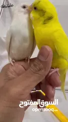  4 Friendly Parrot couple زوج