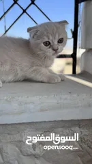  3 قطط سكوتش فولد مكس للبيع بسعر رمزي